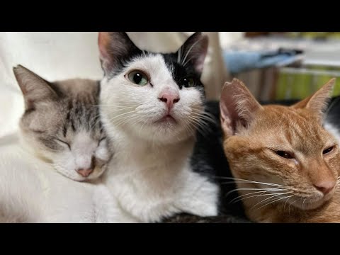 ネコヤギハウスの保護猫達と🍉ジジからのお便り(YouTube)