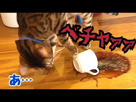 コーヒー臭が嫌いな猫が熱々のコーヒーぶちまけてくれました(YouTube)
