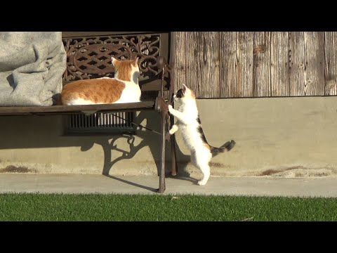 お休み中の猫にちょっかいを出して逆ギレする子猫(YouTube)
