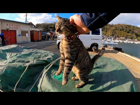 港にいた猫を撫でると伸び上がって喜んでカワイイ(YouTube)