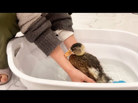 コールダックの雛の色がはっきりしてきました！この子はまさかの・・・(YouTube)