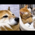 子供猫達が気になりすぎる柴犬（笑）♥(YouTube)