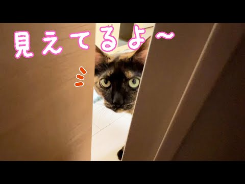 サビ猫モモちゃんとのかくれんぼに失敗しました…！(YouTube)