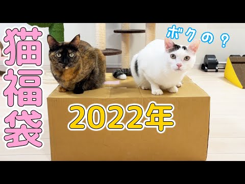 2022年！猫用福袋を猫たちと開封します！(YouTube)