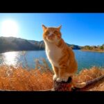 手摺りに上って撫でられようとする野良猫(YouTube)
