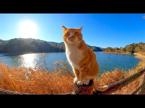 手摺りに上って撫でられようとする野良猫(YouTube)