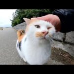 たくさんの猫をモフっていたら、三毛猫が抜け駆けして膝の上に乗ってきた(YouTube)