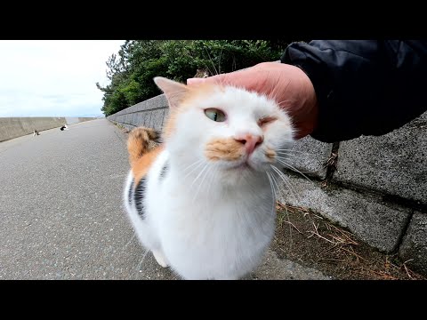 たくさんの猫をモフっていたら、三毛猫が抜け駆けして膝の上に乗ってきた(YouTube)