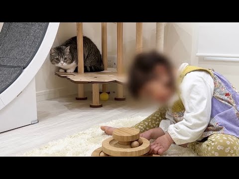 お嬢が自分のおもちゃで遊んでたら猫がこうなりました…笑(YouTube)