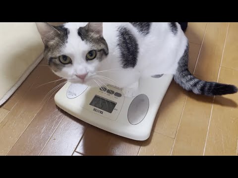 太っている猫と噂される豆大福の体重を測ってみました(YouTube)