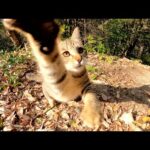 子猫とオモチャで遊ぼうとしたら、狩猟本能むき出しで飛びかかってきた(YouTube)