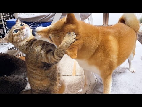 柴犬の攻撃を二足立ちで対抗する麦わら猫♥(YouTube)