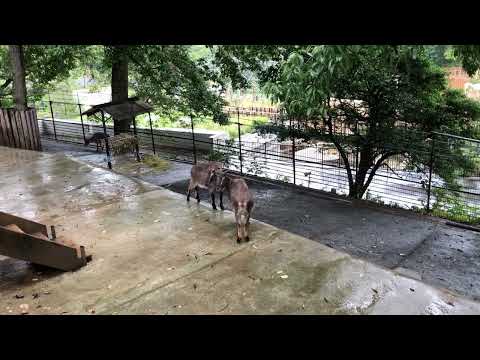 ヒマラヤタール、興奮のち毛づくろい：多摩動物公園(YouTube)