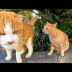 茶トラ子猫が撫でられてると割り込んできて自分が撫でられようとする茶白猫(YouTube)