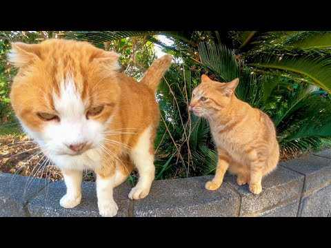 茶トラ子猫が撫でられてると割り込んできて自分が撫でられようとする茶白猫(YouTube)