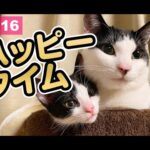 【猫動画】ハッピータイム〜にゃんともパレード〜(YouTube)