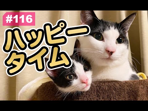 【猫動画】ハッピータイム〜にゃんともパレード〜(YouTube)