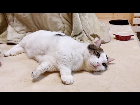 コタツから出てきてポテっと転がる猫(YouTube)