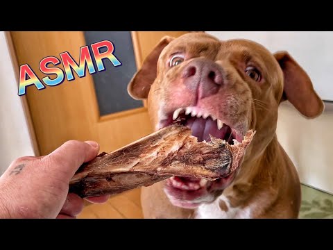 【犬の咀嚼音】ピットブルに激レアなおやつをあげたらいろいろヤバかったw(YouTube)