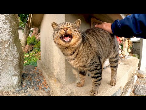 神社にいた野良猫をナデナデしてきた(YouTube)