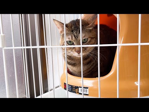 子猫かっ！(笑)♥(YouTube)