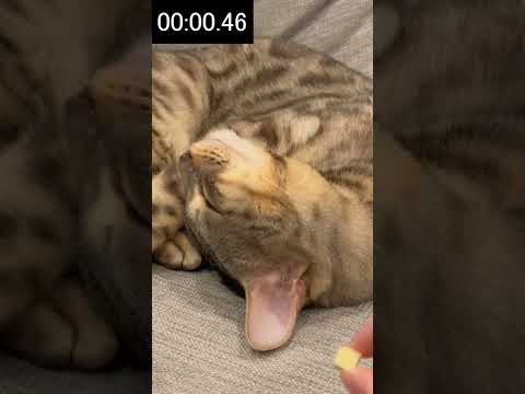 食いしん坊の寝てる猫におやつ近づけたら何秒で反応する？ルト編#shorts(YouTube)