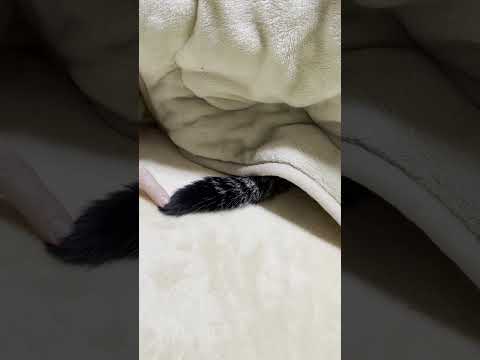 コタツから出ている猫の尻尾は誰の？【 #Shorts 】(YouTube)