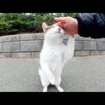 豆大福みたいな猫がピーピー鳴きながら甘えてきた(YouTube)