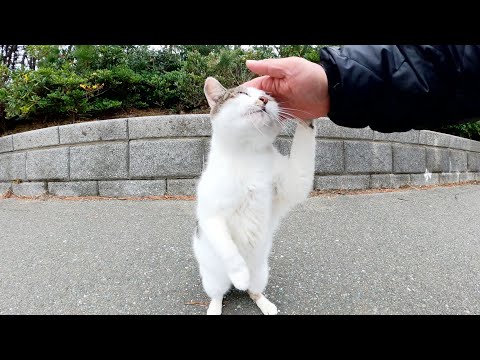 豆大福みたいな猫がピーピー鳴きながら甘えてきた(YouTube)