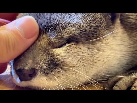 カワウソを撫でてる最中に急いでその場を離れたらこっちが驚かされることに I dashed off in the middle of petting an otter.(YouTube)
