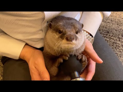 カワウソにマッサージ器を使ったら予想外の部位がツボだった！ I used a massager on an otter!(YouTube)
