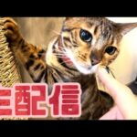 【生配信1/9】旅行から帰ってきて安心している猫達の生配信🐈🐈‍⬛📹(YouTube)
