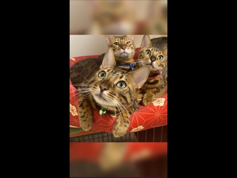猫親子3匹のオヤスミ前の仲良しタイム💤 #shorts(YouTube)