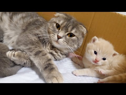 母猫は子猫を愛しています…(YouTube)