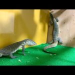 2匹の凶暴なオオトカゲを会わせてみると・・・(YouTube)
