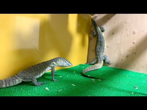 2匹の凶暴なオオトカゲを会わせてみると・・・(YouTube)