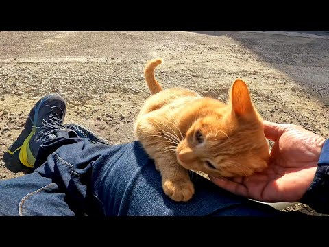 漁港前の広場のベンチに座ると猫が甘えてきて楽しい(YouTube)