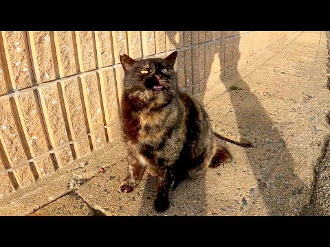 海沿いの道でサビ猫が歩いてきたのでナデナデしたら凄い甘えてくるようになった(YouTube)