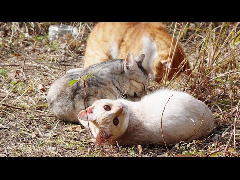 猫の兄弟が楽しそうにプロレスごっこをして遊ぶ(YouTube)