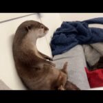 寝る前のカワウソが最上級に可愛い件について On the fact that otters are the cutest before bedtime(YouTube)