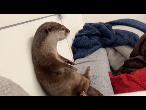 寝る前のカワウソが最上級に可愛い件について On the fact that otters are the cutest before bedtime(YouTube)