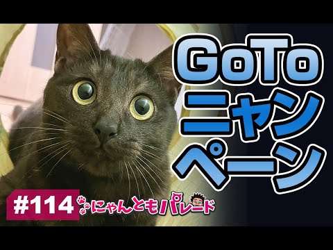 【猫動画】Go toニャンペーン〜にゃんともパレード〜(YouTube)