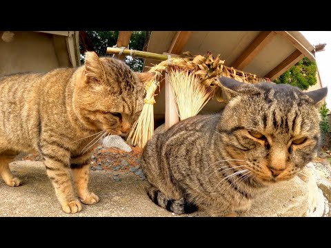 神社にある小さな祠で野良猫が激しく口喧嘩をしていた(YouTube)
