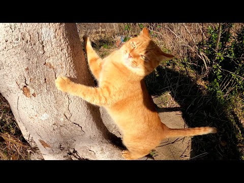茶トラ猫「寒いから家にかえるニャ、クリーム猫と遊んどいて！」(YouTube)