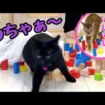 【積み木チャレンジ】ベンガル猫の運動能力って凄いっ！(YouTube)