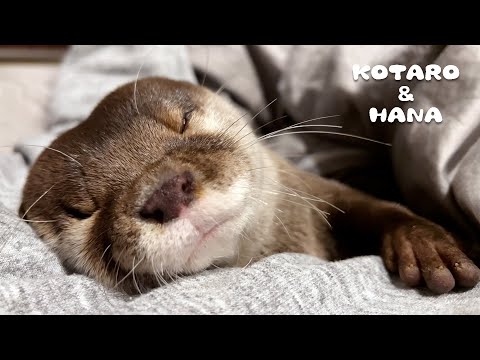 おやすみモード突入のカワウソの仕草がとんでもなく可愛い　Otters Wrestling on Bed and Sleeping Like Babies(YouTube)