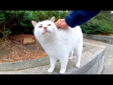 海沿いの道の野良猫達がゴロゴロ甘えてきてカワイイ(YouTube)