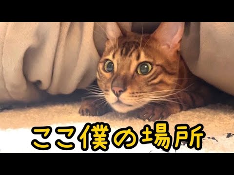 【陣取り合戦】息子猫が母猫のお気に入りの場所を奪いマジで怒られる5秒前(YouTube)