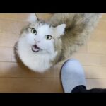 四日連続お父さんが起きるのをドアの前で待っている猫(YouTube)
