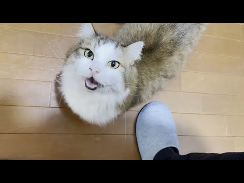 四日連続お父さんが起きるのをドアの前で待っている猫(YouTube)